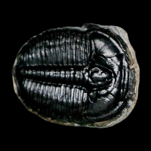 1 Zoll Elrathia Kingi Trilobit Fossil Utah Kambrium 521 Millionen Jahre alt Echtheitszertifikat - Bild 1 von 7