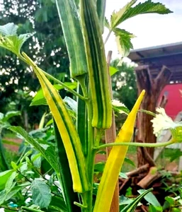 Variegated Okra 10 seeds HEIRLOOM vegetable garden SPRING SUMMER easy grow - Picture 1 of 6