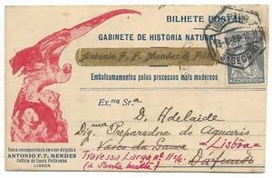 Taxidermy Natural History Lisbon Portugal 1929 publicitary postcard Bird Turtle - Picture 1 of 2