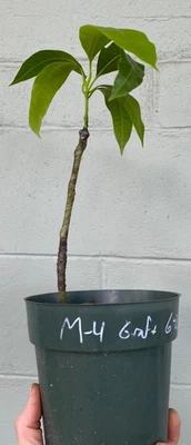 Grafted M-4 Mango 1 Gal. - Image 1 of 3