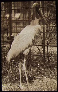 Glass Magic Lantern Slide AMERICAN STORK DATED 1917 PHOTO BIRDS AT A ZOO - Picture 1 of 2