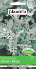 Silberne Lumpenkrautsamen (Senecio cineraria) - einjährige dekorative Pflanze - 0,2 g