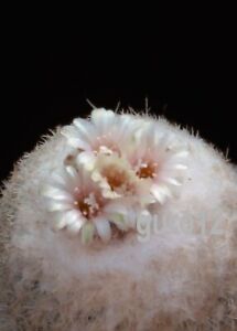 Epithelantha micromeris ssp polycephala - rare plant