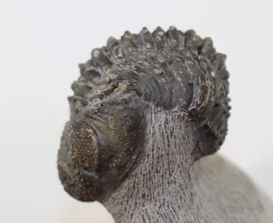 Trilobit, Drotops armatus, Devon, Ems, Jbel Issoumour, Marocco-k324 - Foto 1 di 5