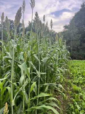 HALE HABITAT & SEED Food Plot and Tree Stand Screen - 10 Foot Tall Seclusion Screening - 1/4 Acre