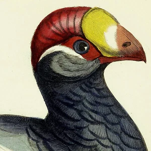 1836 Swainson & Jardine Hand-Colored Bird Engraving, Pl. 19, VIOLET TURACO - Picture 1 of 6