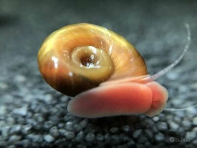 5 Planorbarius  lumache per acquario - Immagine 1 di 4