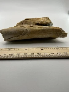 PAPPOCETUS RARE 44 Mi Yrs 4.75” X 3.75” SC 381 - Picture 1 of 5