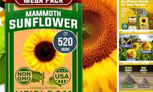 Sunflower Seeds to Plant | 520+ Giant Mammoth Sunflower Seeds for Planting - Picture 1 of 8