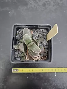 Gasteria Cv Orange ! - Imagen 1 de 2