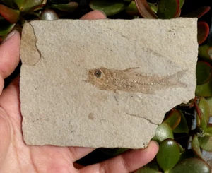 Dapalis Macrurus Fossile 11x8cm Vaucluse France Poisson cabinet collection - Picture 1 of 3