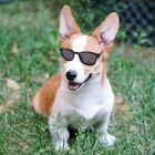 Sun Protection Dog Sunglasses Wind Protection Cat Eyewear Glasses  for Dog Cats