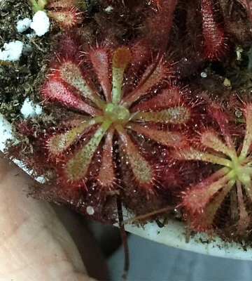 Drosera spatulata miniatura, flor rosa rocío, semillas de plantas carnívoras Foto 1 de 2