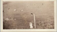 Vintage Photo Little Girl at Fence Saying Hello to Cows in Pasture