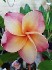Frangipani Plumeria - Pflanze - Inner Peace 45 cm - 3 Ast 