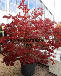 15 Semillas de Arce Japonés - Acer palmatum atropurpureum - hoja roja - bonsai - Imagen 1 de 2