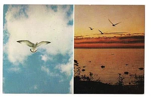 SEA GULLS - NATURE AT PLAY SEAGULLS 2 Views Waterfowl Flight Water Bird Postcard - Picture 1 of 2