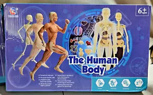 3D Human Body Anatomy Model DIY Skeleton Toy Removable Parts - NEW - Picture 1 of 7