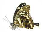 Unmounted Butterfly/Papilionidae - Papilio constantinus constantinus, male, A-
