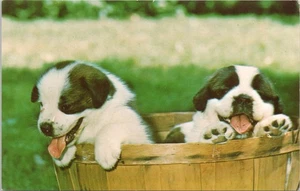 Postcard 2 Baby St. Bernard Puppies Dogs In A Basket - Picture 1 of 2