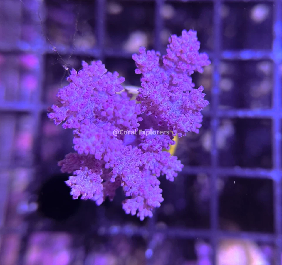 CE- Almost WYSIWYG - Koji Wada Pink Nephthea- Frag Live Coral Frag LPS SPS