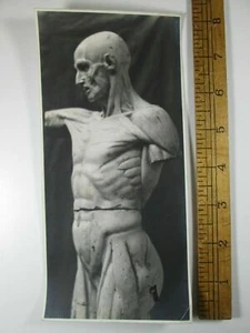 Detailed Anatomical Man Marble Sculpture Photograph 1941 by Nathaniel L Champlin - Picture 1 of 6