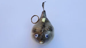 1 PC Dried Puffer Bubble Fish 2" to 3" - Picture 1 of 4