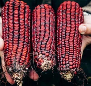 *ORGANIC HEIRLOOM JIMMIE RED CORN  25+ SEEDS NATIVE SEED BEAUTIFUL INDIAN CORN!* - Picture 1 of 4