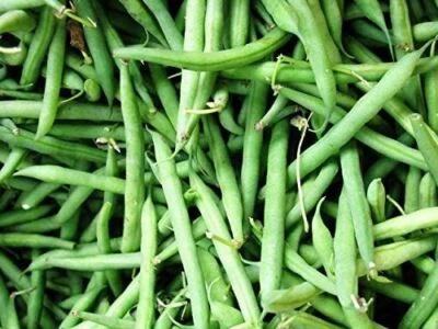 Bush Bean- Blue Lake, "COOL BEANS n SPROUTS" Brand. Home Gardening - Image 1 of 3