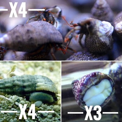 ✅Pack Pulitori Detritivori Alghivori Acquario Marino contro le alghe invasive - Immagine 1 di 4