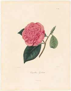 Berlese Iconografia Genere Camelia 1839 Incisione Antica 290 Camelia Galatea - Foto 1 di 2