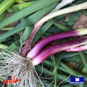400+ Onion Seeds Bunching Red Beard Vegetable Heirloom Non-GMO BOGO 50% OFF - Picture 1 of 3