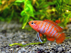 Red Scarlet Indian Badis Dario Dario Live Fish Aquatics Aquarium Tropical