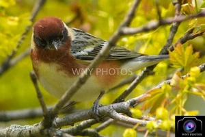 "Bay-Breasted Warbler" ~ Bird Print- photography - Picture 1 of 1