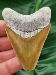 Dente di Megalodonte alto 6,9 cm con bourelette grigio-blu - dente di squalo fossile - Foto 1 di 8