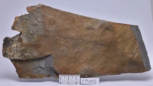  FÓSIL BELTANELLIFORMIS BRONZAE, MEDUSOIDES, EDIACÁRAN 635 myo (FM005) - Imagen 1 de 2