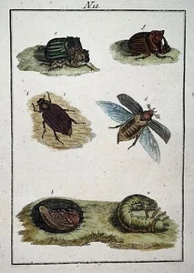 1790 Käfer, Solerer handkolorierter Kupferstich, Insekten - Bild 1 von 2
