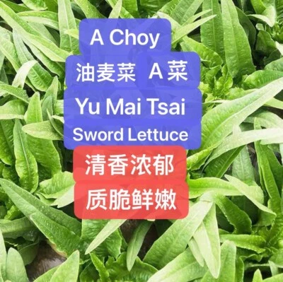 Semillas de lechuga espada 500+ A Choy、Yu Mai Tsai、Cosecha cosechadas en 2025. 500多粒2025年产油麦菜A菜种子 Foto 1 de 4