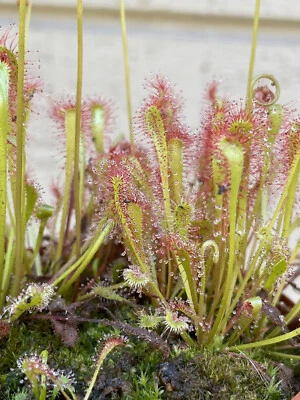Seeds-Drosera Nidiformis, S. African Subtropical Sundew. Carnivorous Plant Seeds - Image 1 of 4
