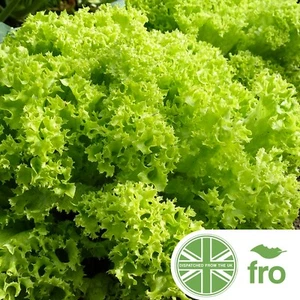ORGANIC - LETTUCE - LOLLO BIONDI - 150 SEEDS - GREEN CURLY - FAST UK DISPATCH✅ - Picture 1 of 2