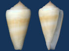 Shell Conus Consors Seashell