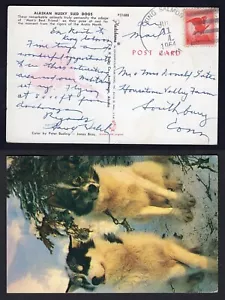 USA King Salmon Alaska 1964 Husky Dogs Postcard to Southbury Conn - Picture 1 of 3