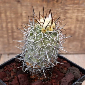 D3290 COPIAPOA HORRIDISPINA KK1713 maceta 10-H10-W5 cm MaMa Cactus - Imagen 1 de 4