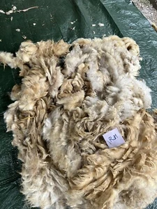R31 Rhönschaf-Rohwolle 2,3kg ,1Vlies, ungewaschen, naturbelassen,gut vorsortiert - Bild 1 von 6