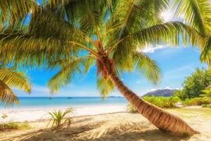 Photo Wall Mural-PALM-(3465)-NON WOVEN-Wallpaper-Jungle Beach Dune Sun Ocean XXL - Picture 1 of 4
