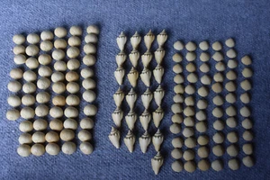 Lot of 150+ Arts Crafts Resin Small Sea Shells Jewelry Painting Free Ship - Picture 1 of 8