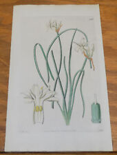 1829 Antique Color FLORAL Print///SWEET-SCENTED LEUCOCORYNE, or, LEUCOCORYNE ODO