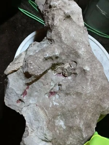 Petrified Blood And Bone sediment specimen - Picture 1 of 6