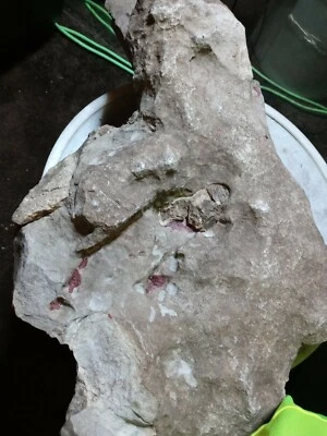 Petrified Blood And Bone sediment specimen - Image 1 of 4