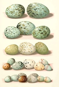STAMPA POSTER VINTAGE BRITISH BIRD EGG A4 - Foto 1 di 1